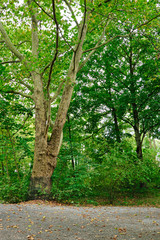 Alte und große Laubbäume an Wanderwegen durch den Kurpark Bad Aibling