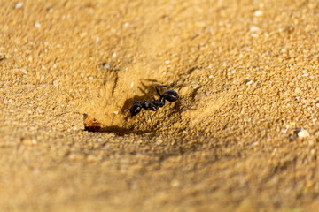 big ant in desert negev israel