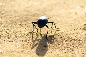bug closeup sand desert 