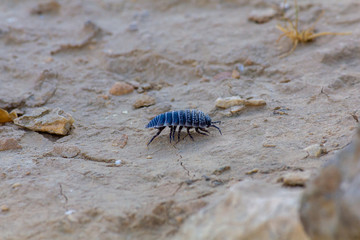 blue bug in desert
