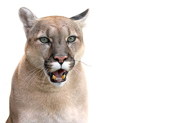  canadian cougar on a white background © Denis