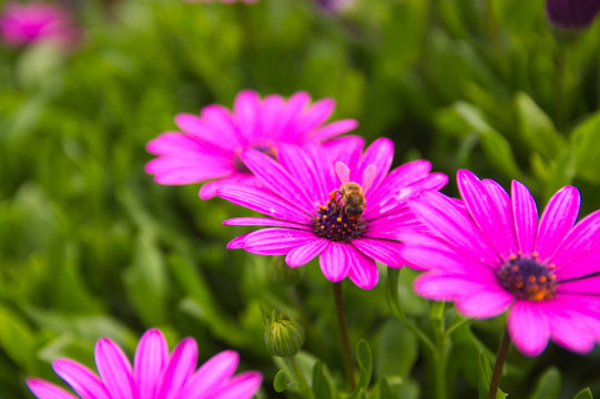 A bee flies over some purple Cape daisy flowers