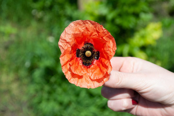 red poppy flower in hand