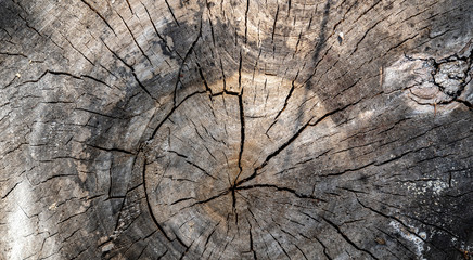 Wooden log texture. Cracks and scuffs. Wood background