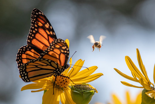 Fototapeta Bee and butterfly pollinator