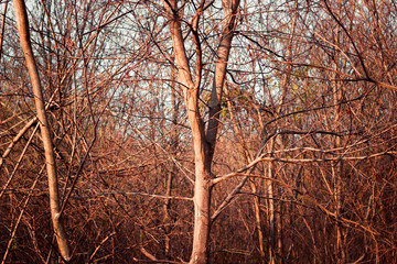 tree in autumn