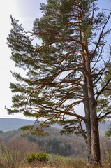 Kiefer-Baum mit vielen Ästen