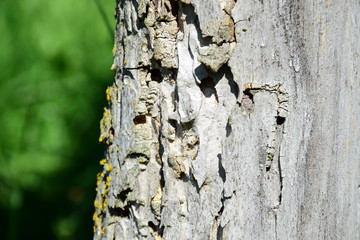 Altes Holz - Schädlingsbefall - Borkenkäfer - Holzwurm 