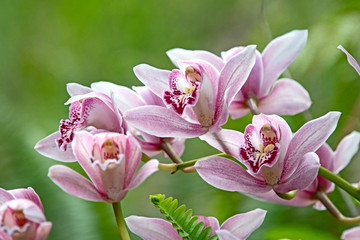 Pink orchid