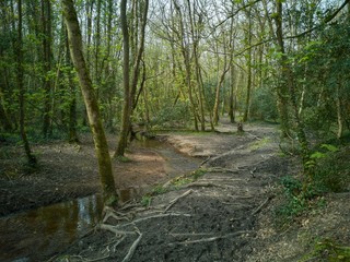 Woodland path leading to a small stream