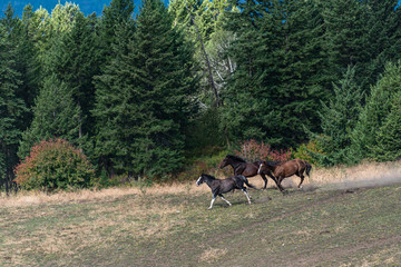 Fototapeta na wymiar Three horses running in a pasture bordered by a forest, Eastern Washington State, USA