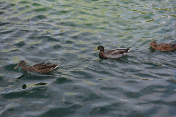 Mallard Ducks