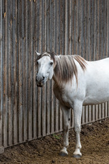 Portrait of a white horse with funny expression in front of the rustic wood wall of an old barn