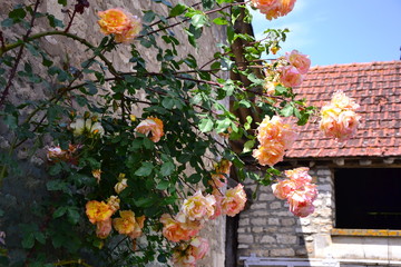 beautiful roses near a stone wall