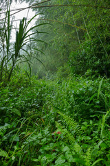 Forrest path
