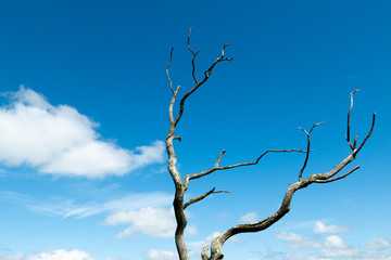 The branches of a dead tree against a blue sky with clouds