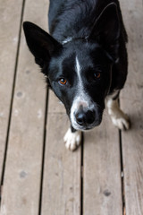 Border collie on wood deck looking up with adoration and expectation