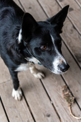 Border collie on wood deck alert and watching expectantly for a treat