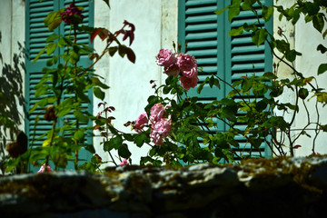 Focus on roses in front of green shutters