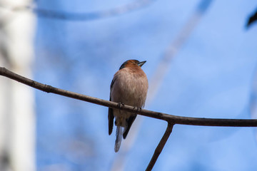 finch bird sits on a branch
