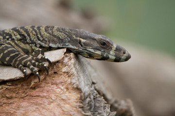 Lace Monitor Lizard