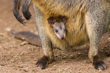Wallaby Joey in the Pouch