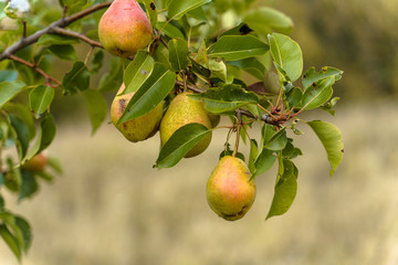 ripe autumn pear on a tree