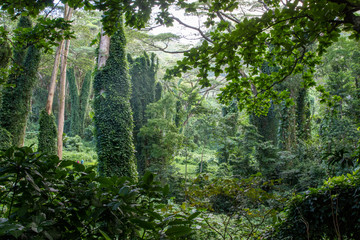 trees in the forest