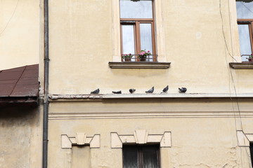 doves on an old building, under the window with flowers