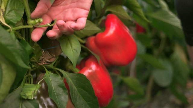 Close up of female hands picking up green and red peppers. Bell pepper harvest. Healthy homegrown vegetables.