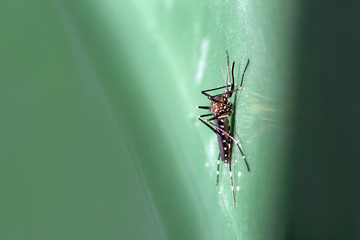 Nahaufnahme von einer Asiatischen Buschmücke (Aedes japonicus). Stechmücke mit Streifen. 