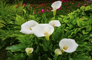 Calla Lily or Arum Lily, a Species in the Family Araceae, White Flower Bed with Green Garden Leaves Background in a Public Nature Park on Vancouver Island Canada