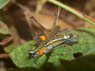 Colorful Grasshoppers on Green Leafs