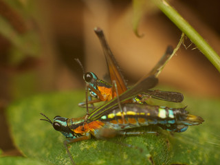 Colorful Grasshoppers on Green Leafs