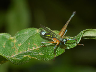 Colorful Grasshoppers on Green Leafs