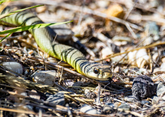 North American Racer