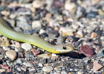 North American Racer