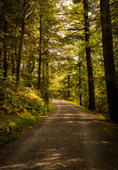 Obraz premium road in the forest