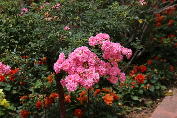 flowers in the garden