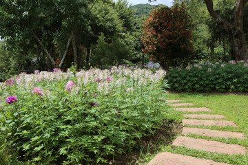 A flower garden in the backyard