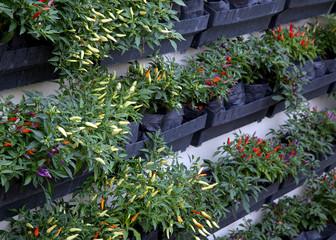 pepper and chili Capsicum plants tree in the garden