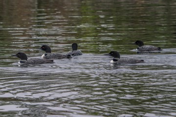 ducks in pond