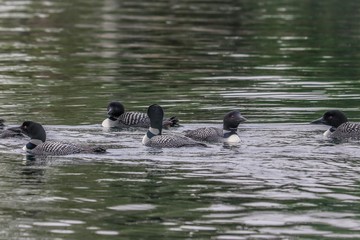 ducks in pond