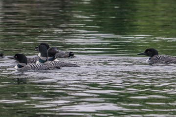 ducks in pond