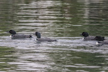 ducks in water