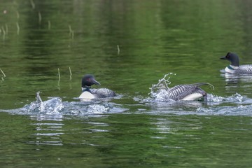 ducks in pond