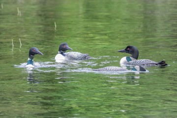 ducks in pond