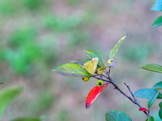 background flower
