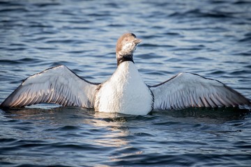 goose in water