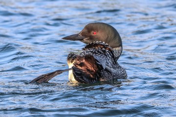 Fototapeta premium hippo in the water